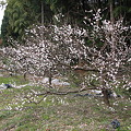 写真: 梅、八分咲き Mar_19_2012_001