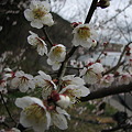 写真: 梅、八分咲き Mar_19_2012_004