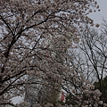 写真: 桜の陰に太陽の塔