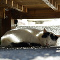 ねこ寺の猫