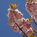 写真: 私もみぃ〜つけた、八重桜