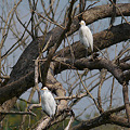 写真: アマサギ(Cattle Egret) P1100615_R