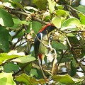 写真: セアカハナドリ♂(Scarlet-backed Flowerpecker) IMGP48191_R