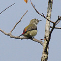 写真: セアカハナドリ(Scarlet-backed Flowerpecker) IMGP48335_R