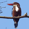 写真: アオショウビン(White-throated Kingfisher) IMGP8641_R3