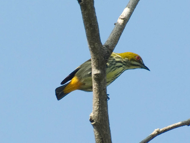 写真: ムナフハナドリ(Yellow-vented Flowerpecker) IMGP51993_R