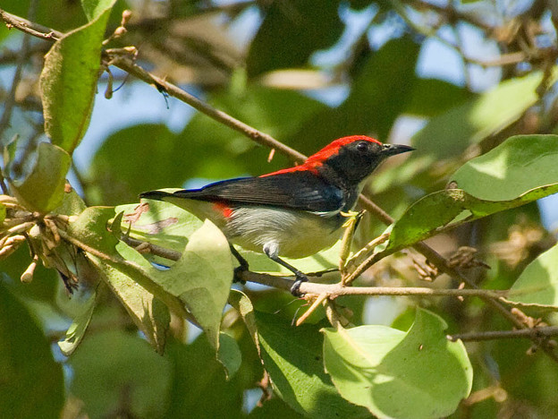 写真: セアカハナドリ(Scarlet Flowerpecker) IMGP52014_R