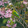 写真: アオバネコノハドリ(Blue-winged Leafbird) IMGP102418_R
