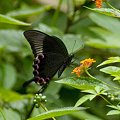 写真: ルリモンアゲハ(Papilio Paris) IMGP126196_R