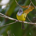写真: ハイムネヒタキ(Grey-headed Canary Flycatcher) P1290400_R2