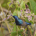 写真: ムラサキタイヨウチョウ(Purple Sunbird) P1220659R