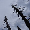 写真: 立ち枯れの木