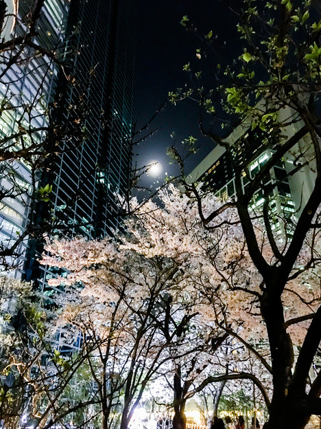 夜桜 by iPhone6S