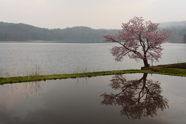 青木湖の桜(水鏡)20160424