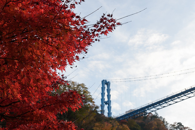 写真: 竜神峡大吊橋と紅葉