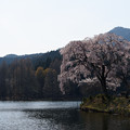 湖畔に咲く1本桜