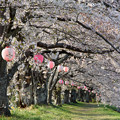 写真: 金崎の桜