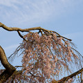 写真: 長福寺の枝垂桜