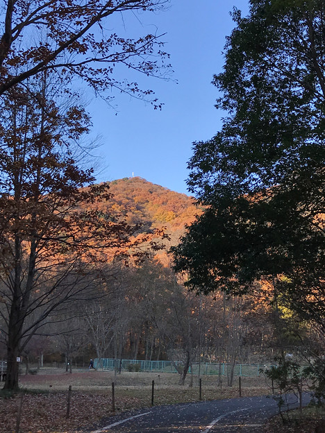 写真: みかも山の紅葉(東斜面)