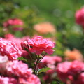 写真: 初夏の香り…バラが咲いた…