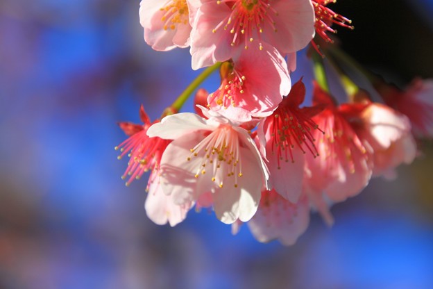 写真: あたみ桜