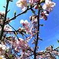 写真: 河津桜が八分咲き