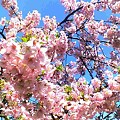 写真: 満開の河津桜