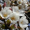 写真: 日ノ丘公園の桜