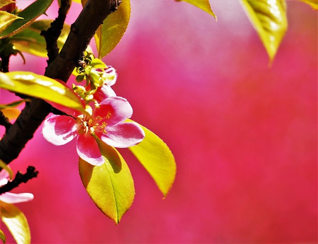 写真: 花梨の花