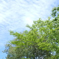 空と木