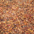 写真: 落ち葉の絨毯