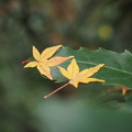 Photos: 黄色い落ち葉