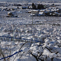 写真: 雪をかぶる呉羽の梨畑