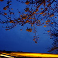 写真: 夜桜屋台