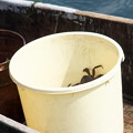写真: 藻屑蟹漁３　暴れているカニ