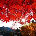 Photos: 『照秋。。。』