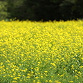 Photos: 『春を告げる黄色』