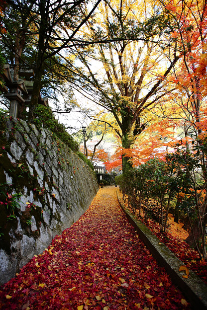 Photos: 『秋の絨毯。。。』