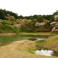 写真: 半田沼と桜１