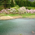 写真: 半田沼と桜４