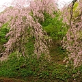 写真: 半田沼と桜５