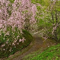 写真: 半田沼と桜６