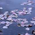 写真: 水面の花弁２〜マクロプラナー