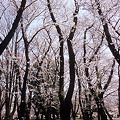 写真: 桜の森の中~ディスタゴン28mm