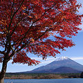 写真: 紅葉と子抱き富士