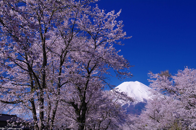 写真: 冨士と新名庄川の桜１