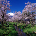 写真: 冨士と新名庄川の桜３