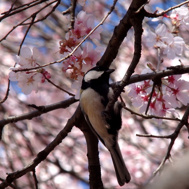 写真: 小彼岸桜