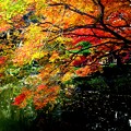 写真: 日比谷公園の紅葉