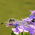 写真: 紫陽花にトンボ